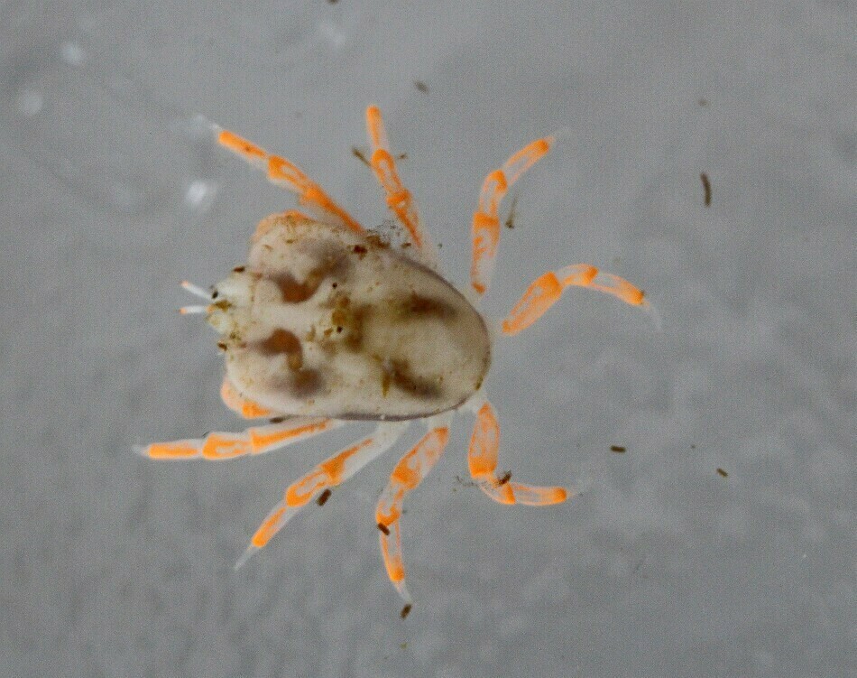 Lithoscaptus