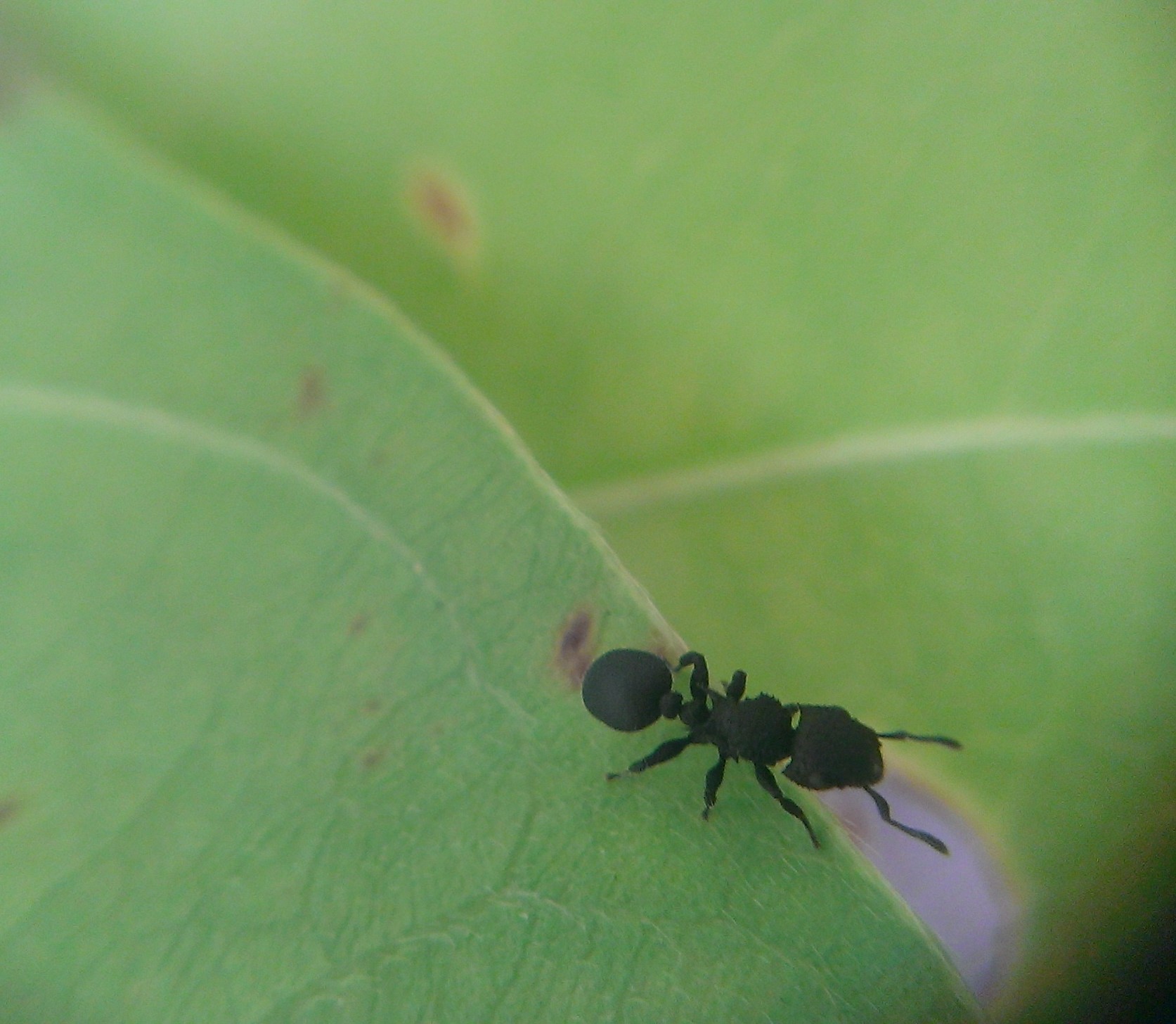 Cataulacus flagitiosus