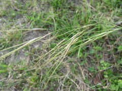 Piptochaetium avenaceum