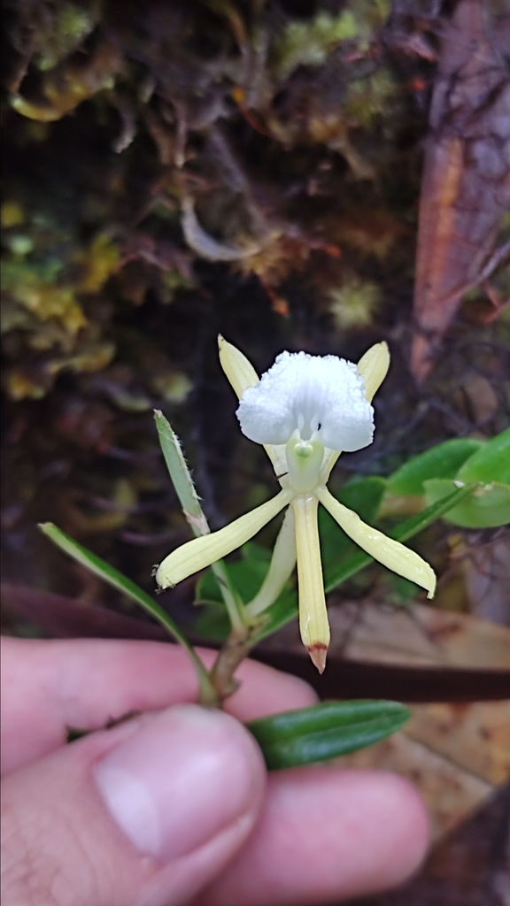 Epidendrum silverstonei Hágsater & Dodson 2