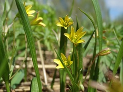Gagea granulosa