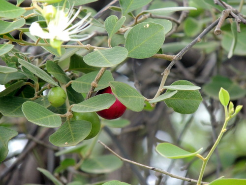 Image of Tree Caper (Capparis grandis) by (c) Vijay Barve, some rights reserved (CC BY)