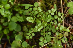 Cardamine oligosperma