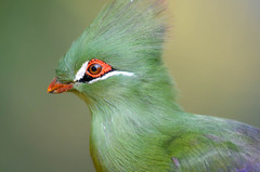 Knysna Turaco photo 5