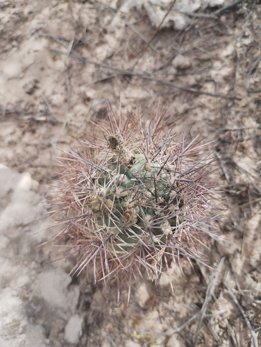 Eriosyce strausiana