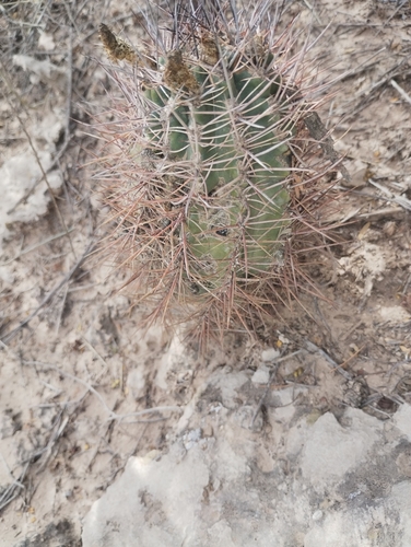 Eriosyce strausiana