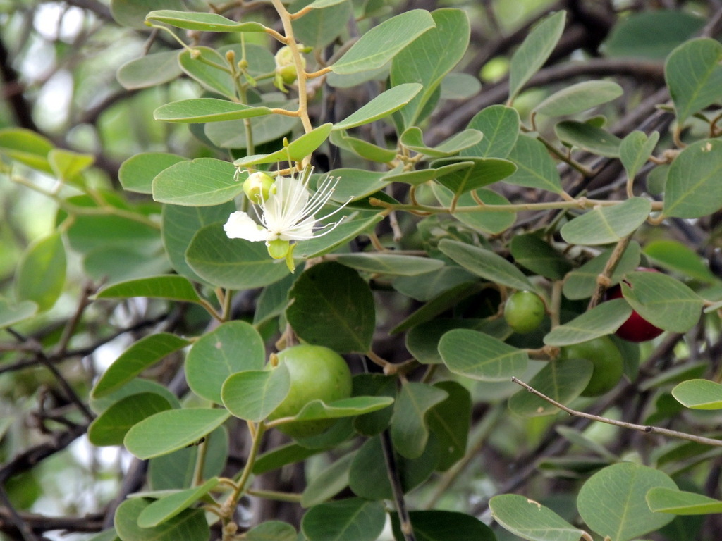 Capparis grandis (Capparis grandis)