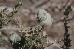 Asphondylia floccosa