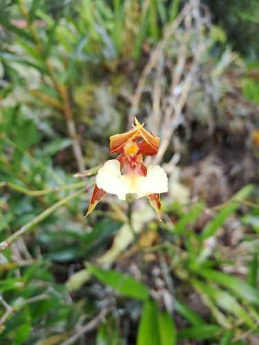 Oncidium cariniferum, photograph 4