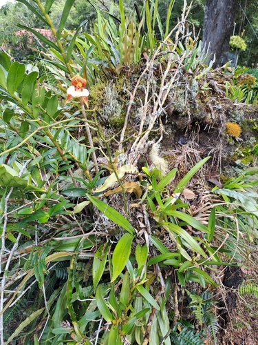 Oncidium cariniferum, photograph 5