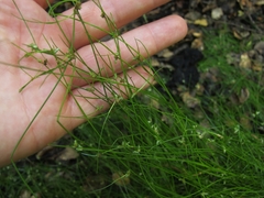Isolepis reticularis