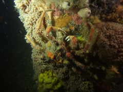 Leptomithrax gaimardii