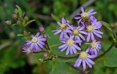 Pericallis echinata image