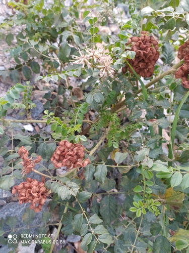 Glycyrrhiza uralensis, photograph 6
