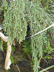 Pimelea prostrata