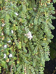 Pimelea prostrata