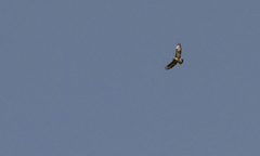 Buteo buteo insularum