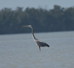 Ardea herodias occidentalis × wardi