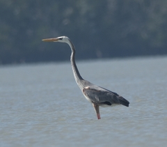 Ardea herodias occidentalis × wardi