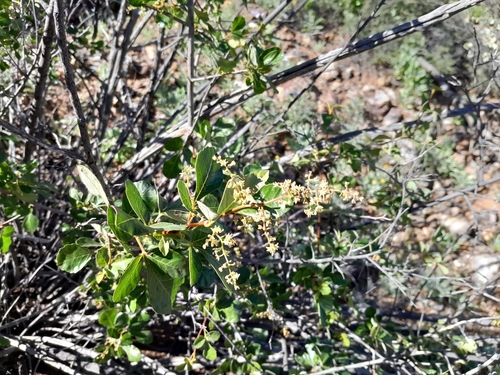 Image of Searsia populifolia by no rights reserved