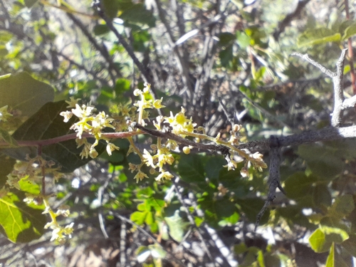 Image of Searsia populifolia by no rights reserved