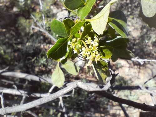 Image of Searsia populifolia by no rights reserved
