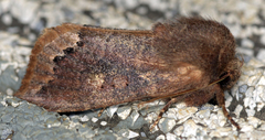 Orthosia garmani