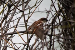 Passer domesticus