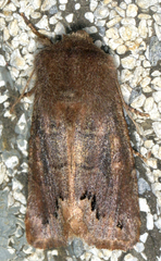 Orthosia garmani