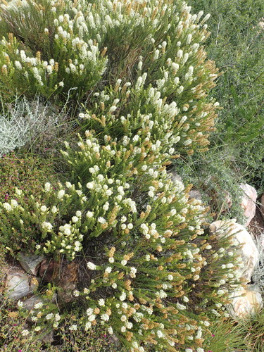 Image of Selago eckloniana by (c) Nicola van Berkel, some rights reserved (CC BY-SA)