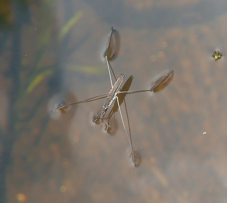 lake pondskater in July 2023 by Gerrit Öhm · iNaturalist