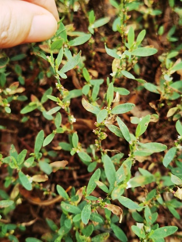 Uromyces polygoni-avicularis