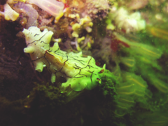 Eurylepta californica