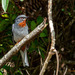 Rufous-throated Solitaire - Photo (c) René Durocher, some rights reserved (CC BY-NC), uploaded by René Durocher