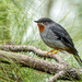 Hispaniolan Rufous-Throated Solitaire - Photo (c) René Durocher, some rights reserved (CC BY-NC), uploaded by René Durocher