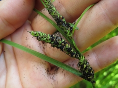 Carex sinclairii