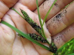 Carex sinclairii