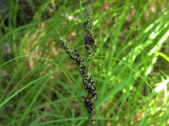 Carex sinclairii