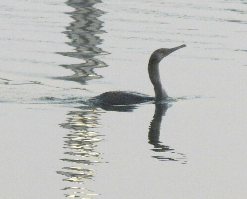 Cormorant swimming low in calm water with its head and neck raised