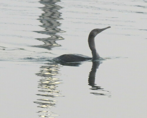 Sokotrascharbe (Phalacrocorax nigrogularis)