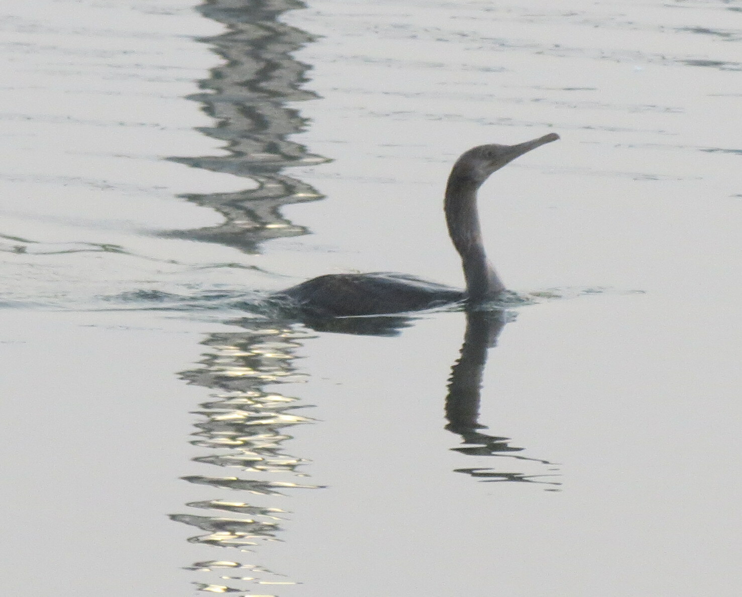Socotra Cormorant (Phalacrocorax nigrogularis)