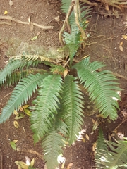 Blechnum norfolkianum