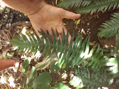 Blechnum norfolkianum