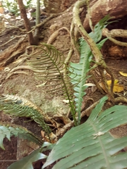 Blechnum norfolkianum