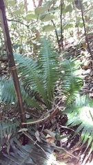 Blechnum norfolkianum