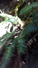 Blechnum norfolkianum