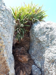 Xeronema callistemon