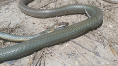 Masticophis schotti ruthveni