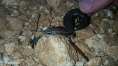 Plestiodon tetragrammus