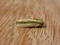Earias huegeliana